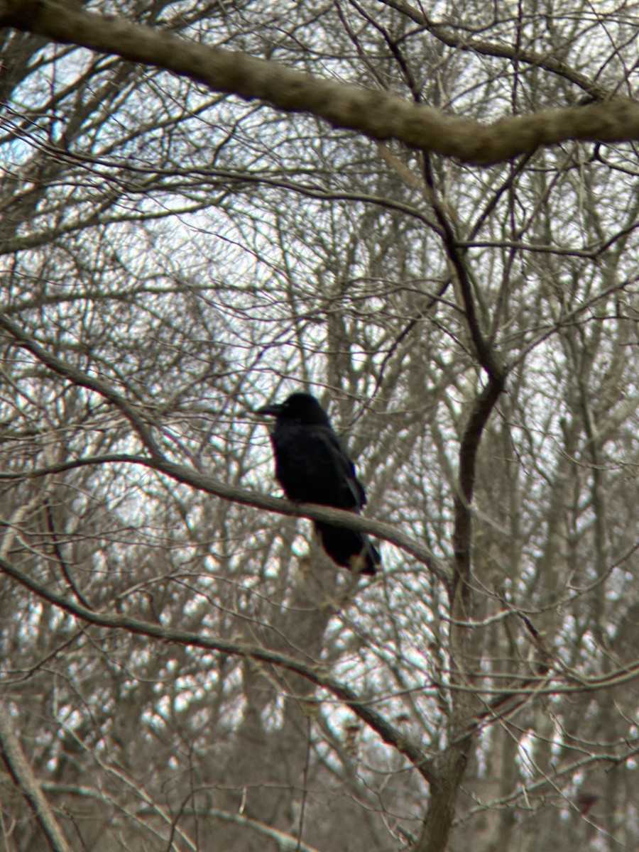 Common Raven - Nicholas Rosner