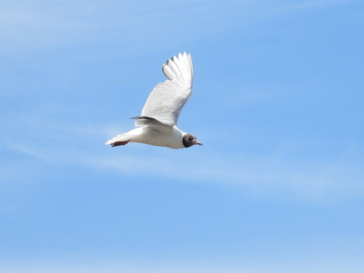 Brown-hooded Gull - ML617194350