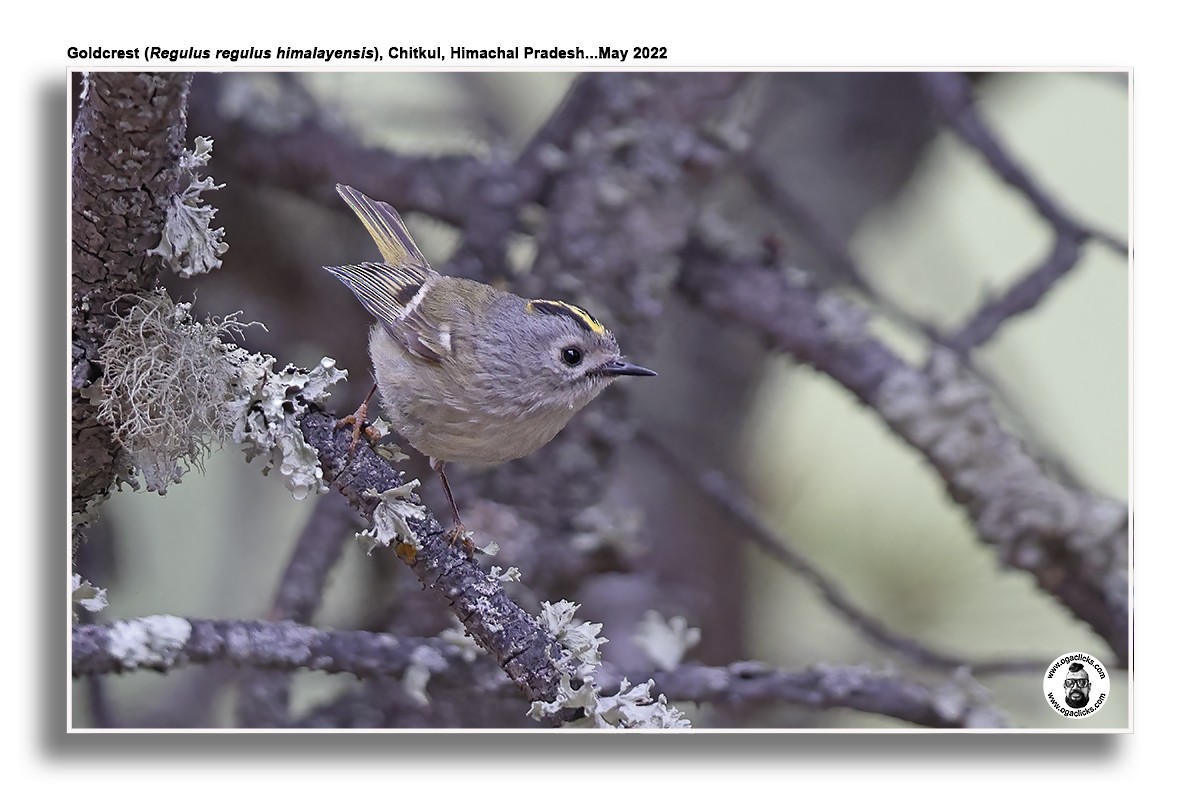 Goldcrest - Saravanan Janakarajan