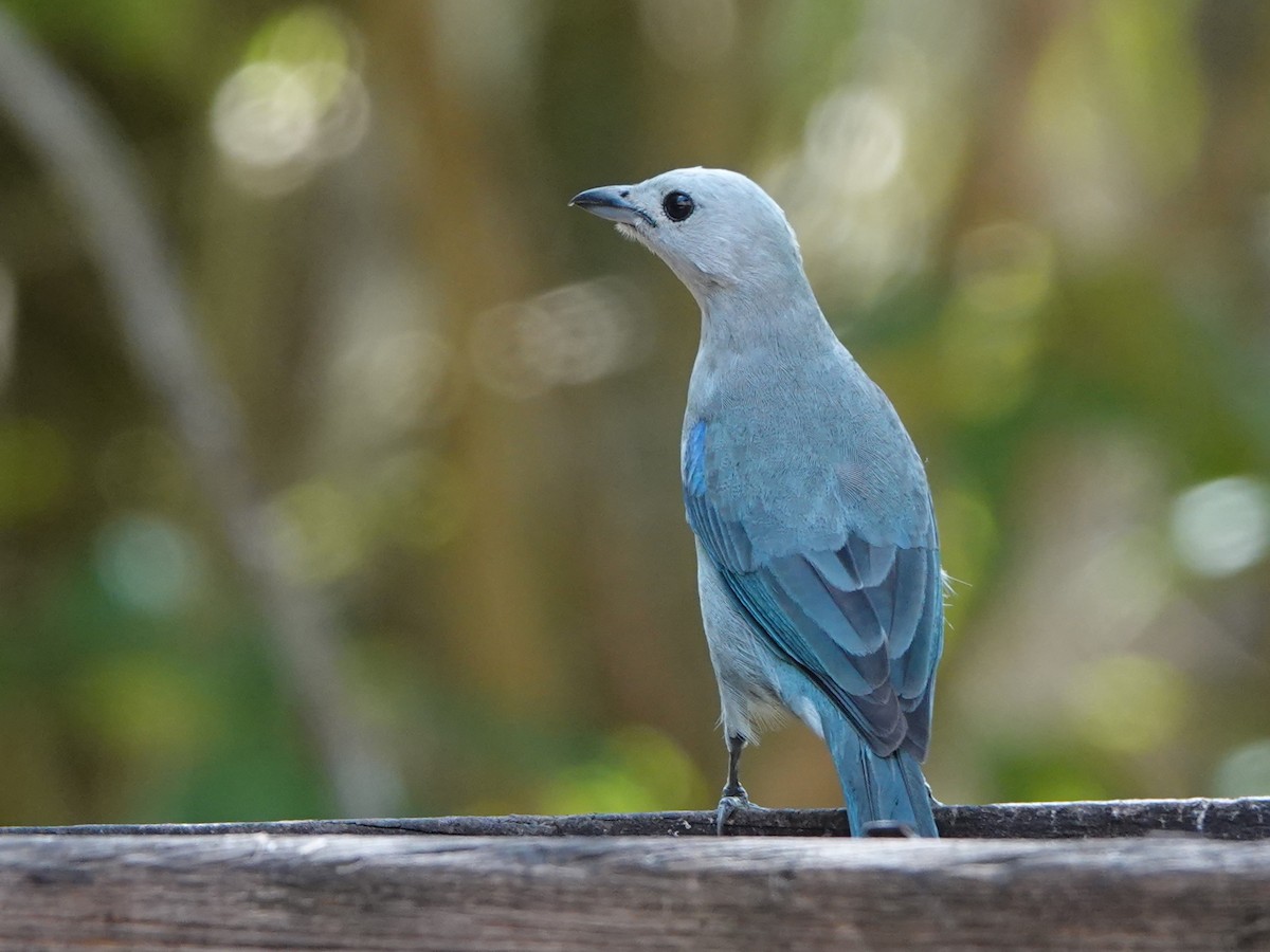 Blue-gray Tanager - ML617194393