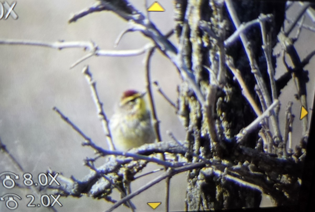 Palm Warbler - Andrea Szymczak