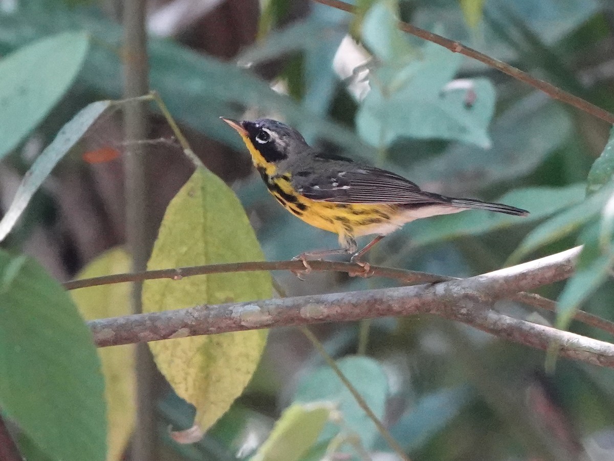 Magnolia Warbler - ML617194446