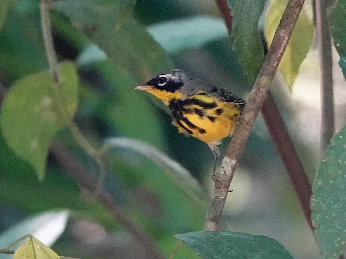 Magnolia Warbler - ML617194447