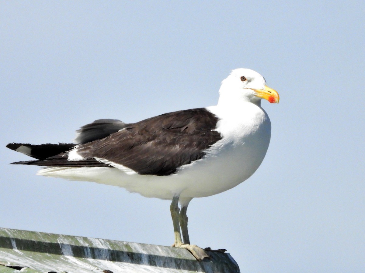 Kelp Gull - ML617194470