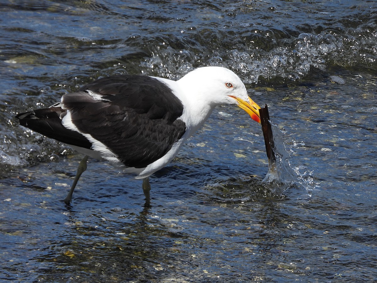 Kelp Gull - ML617194514