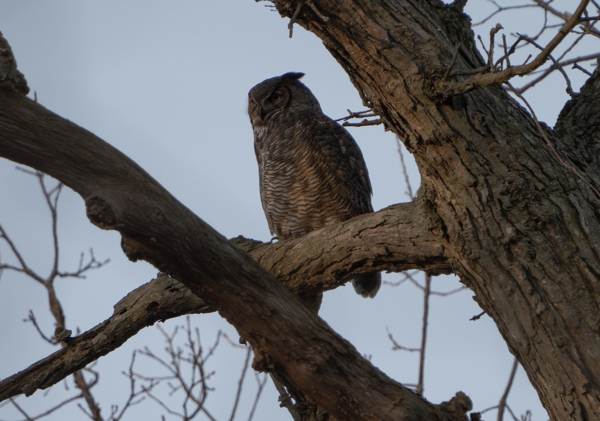 Great Horned Owl - ML617194527