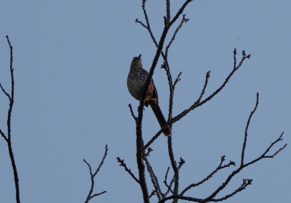 Brown Thrasher - ML617194535