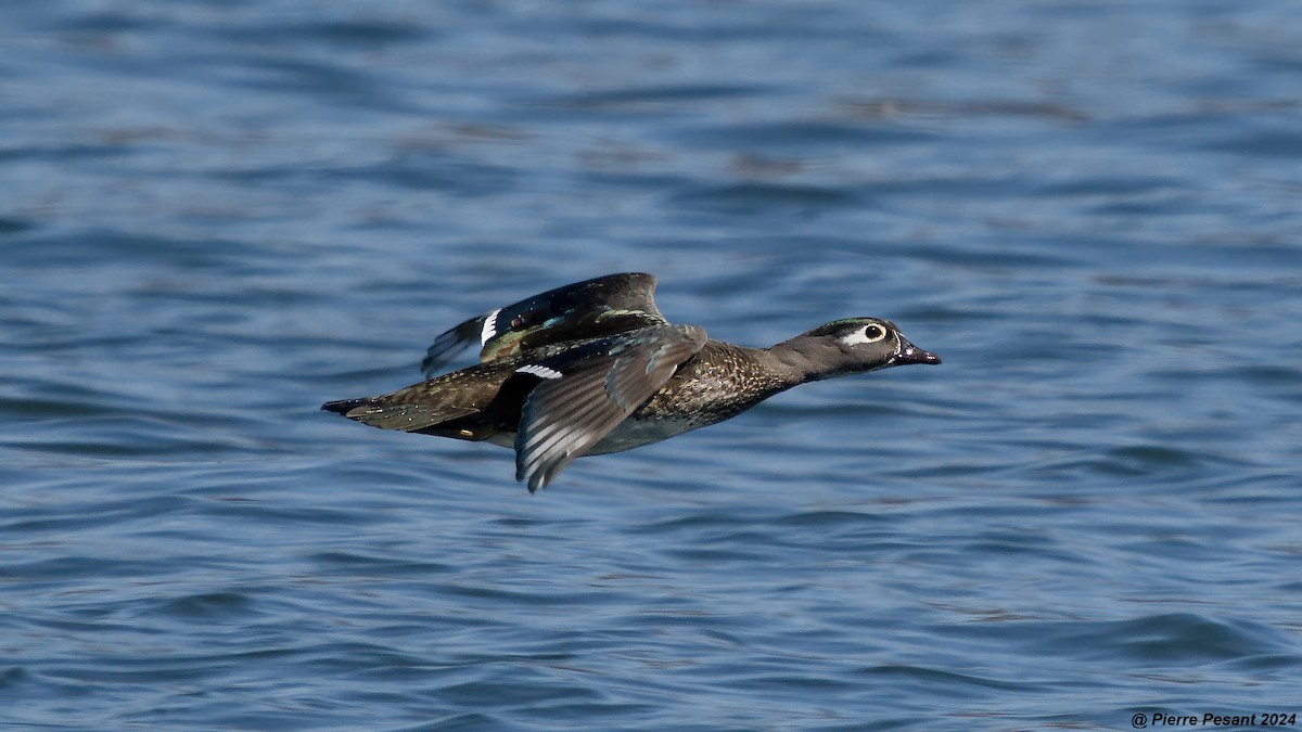 Wood Duck - ML617194554