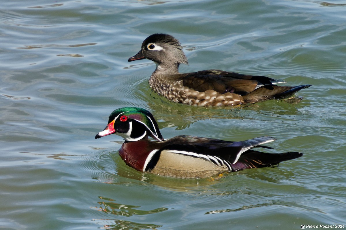 Wood Duck - ML617194558