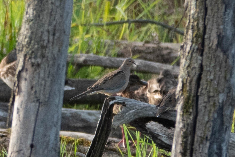 Mourning Dove - ML617194573