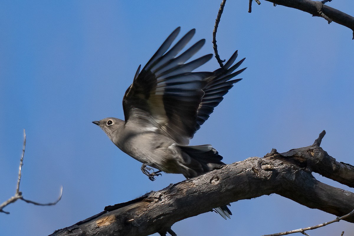 Townsend's Solitaire - Nadine Bluemel