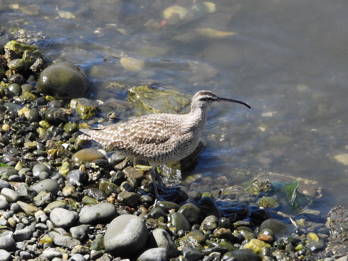 Whimbrel - ML617194630