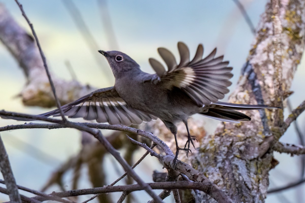 Townsend's Solitaire - Nadine Bluemel