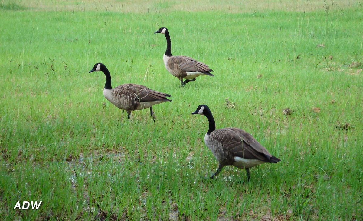 Canada Goose - ML617194645