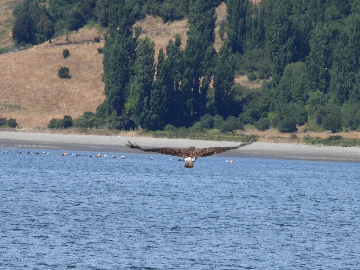 Caracara chimango - ML617194679