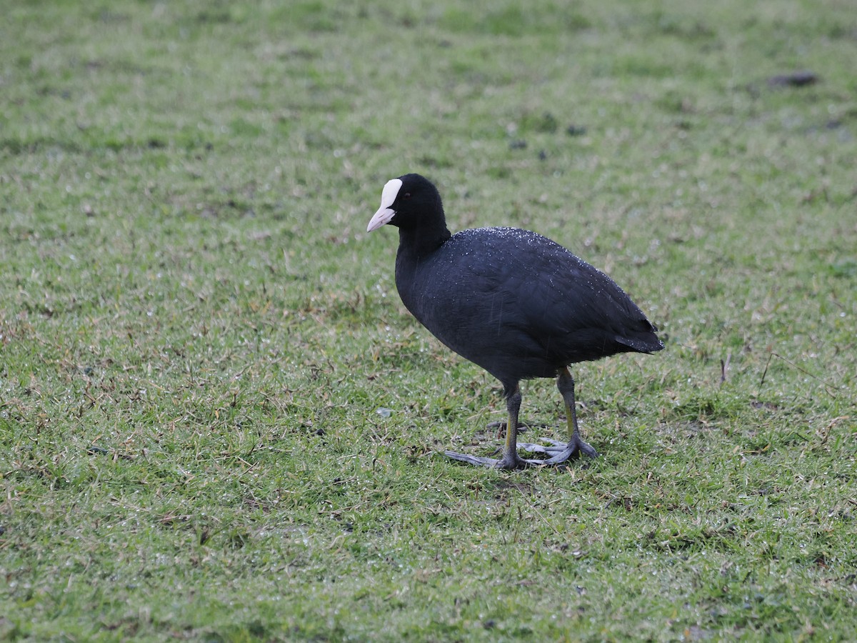 Халзан түнжүүр - ML617194710