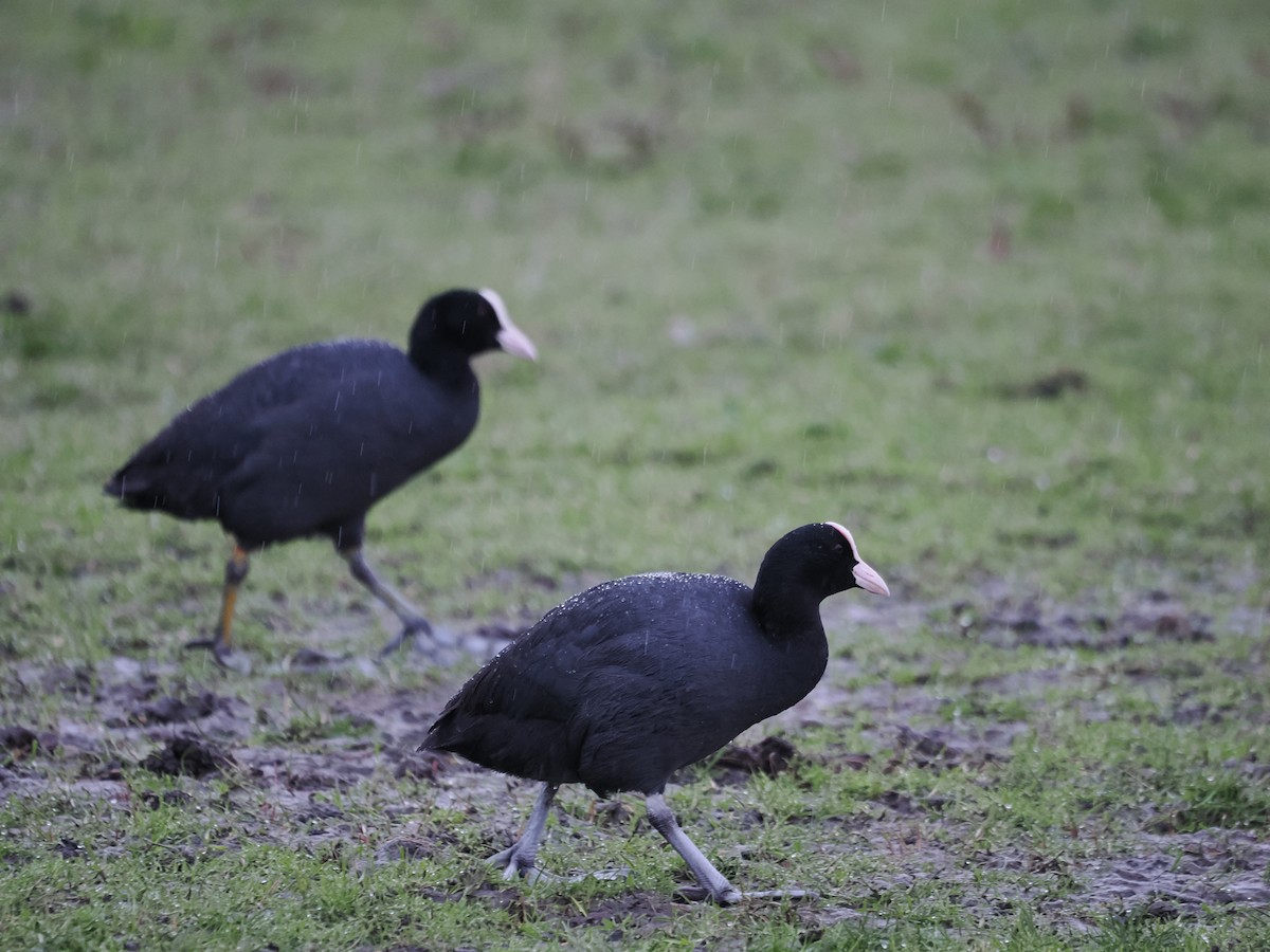 Халзан түнжүүр - ML617194711