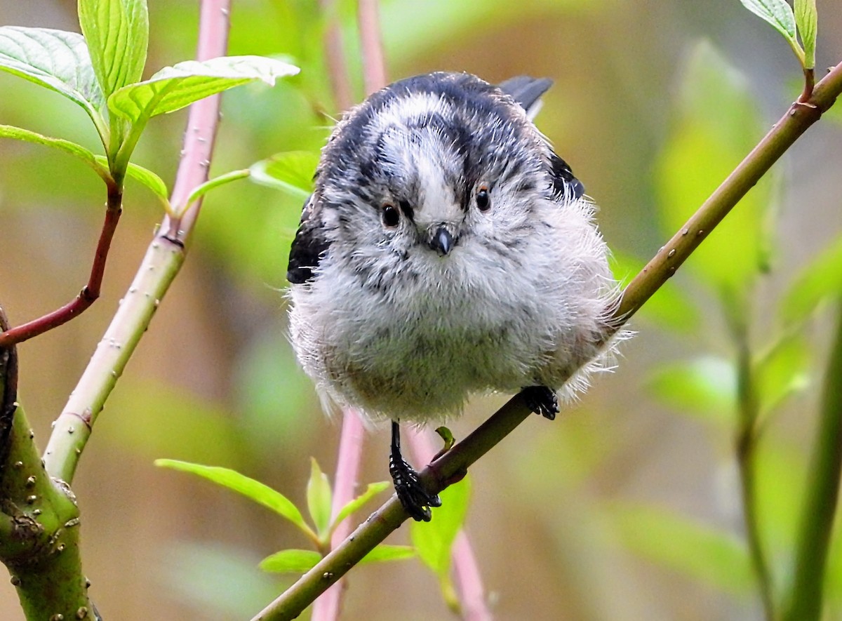 Long-tailed Tit - ML617194755