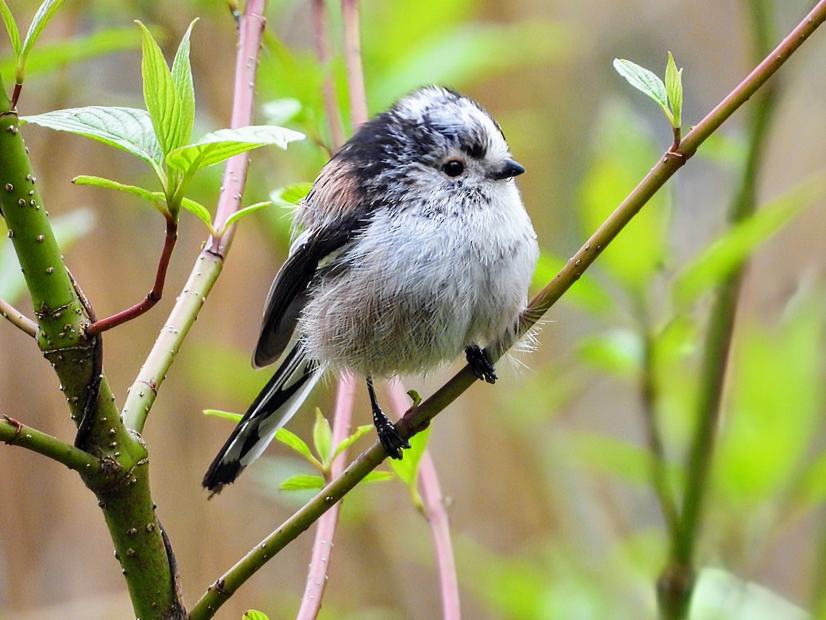 Long-tailed Tit - Gordon Newman