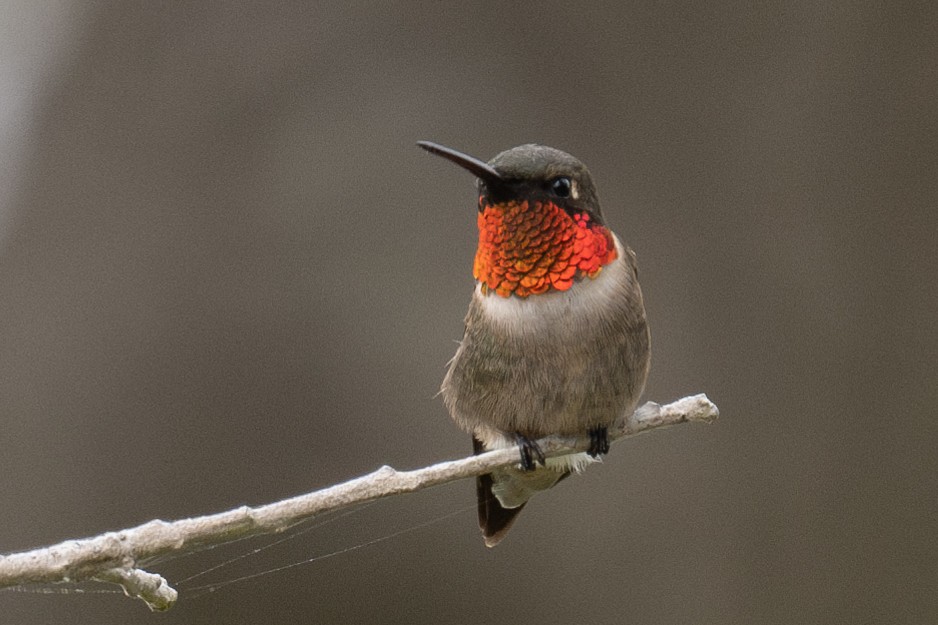 Ruby-throated Hummingbird - Ross Bartholomew