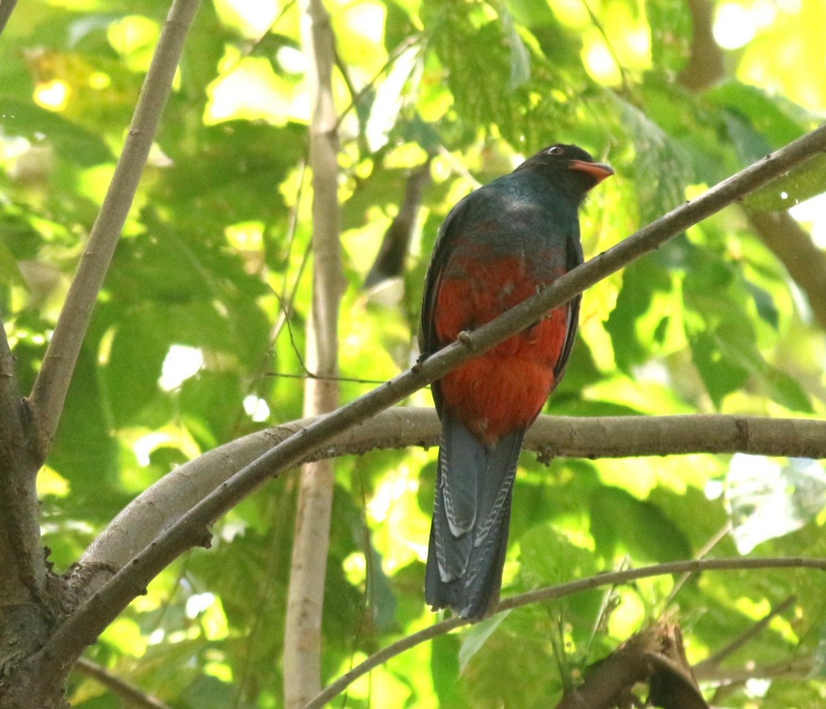 Slaty-tailed Trogon - Marcos Calero