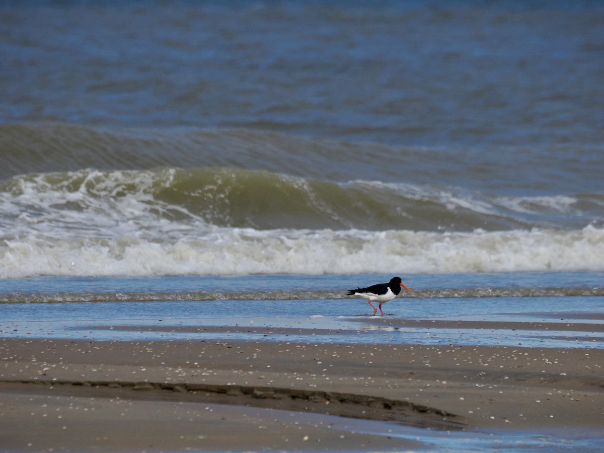 Eurasian Oystercatcher - Robert Javorský