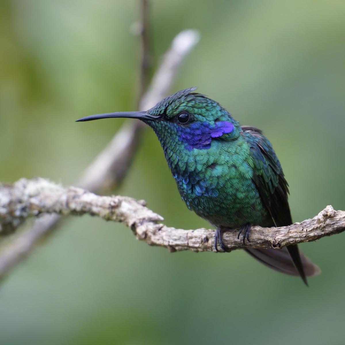 kolibřík modrouchý - ML617195116