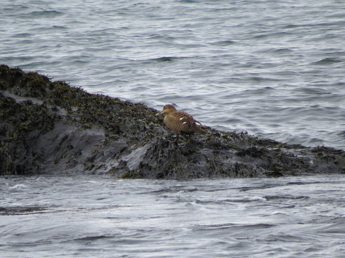 Common Eider - ML617195223