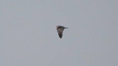 Black-winged Kite - ML617195260