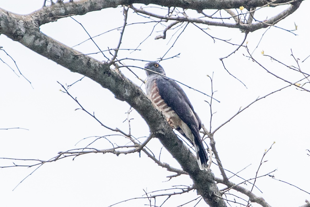 African Cuckoo-Hawk - ML617195266