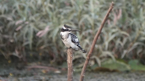 Pied Kingfisher - ML617195273