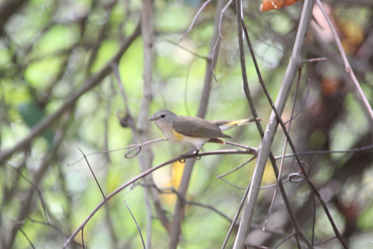 American Redstart - Paul 🐈🔭🦜 Rodríguez @elpuma