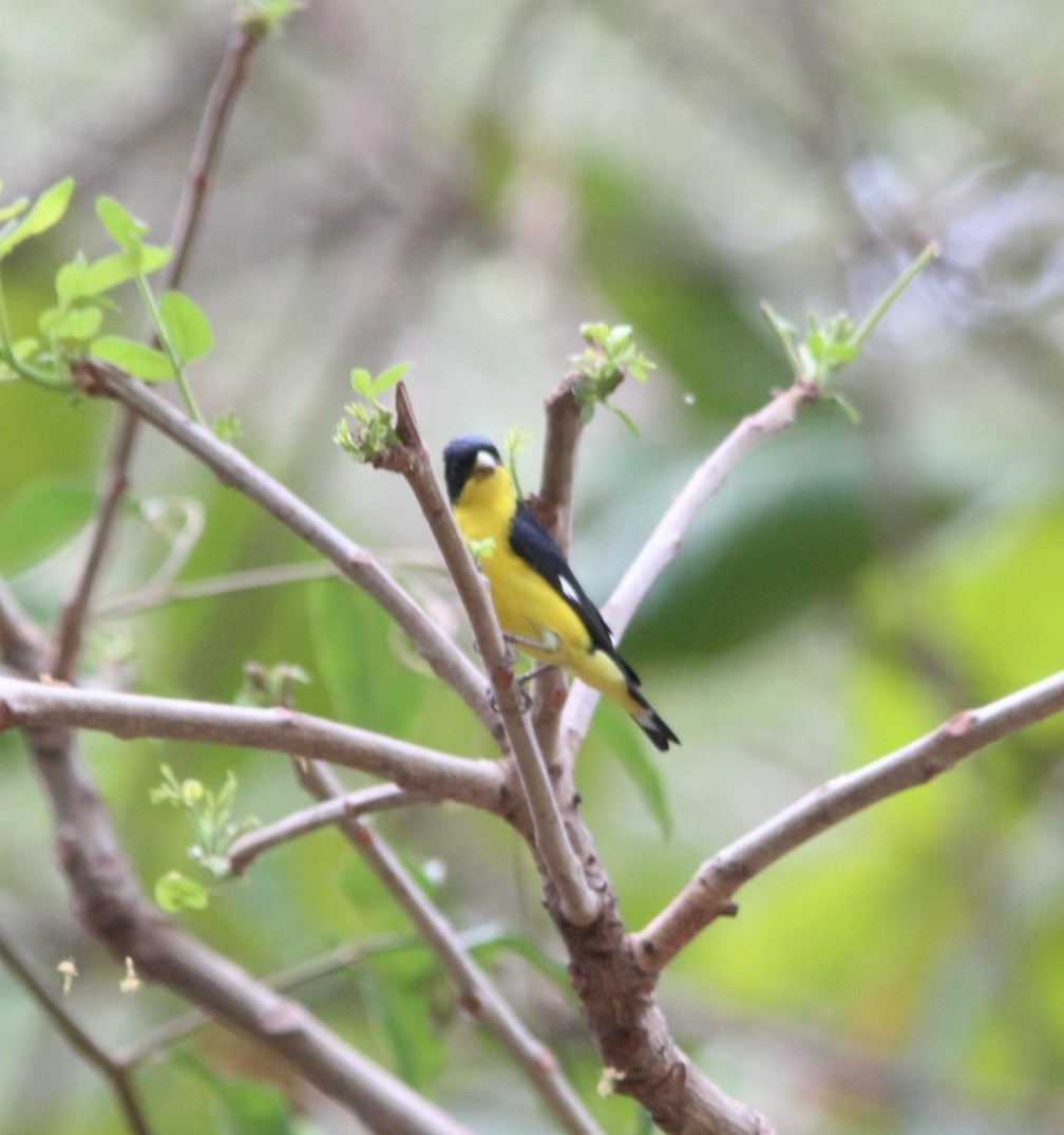 Lesser Goldfinch - Paul 🐈🔭🦜 Rodríguez @elpuma