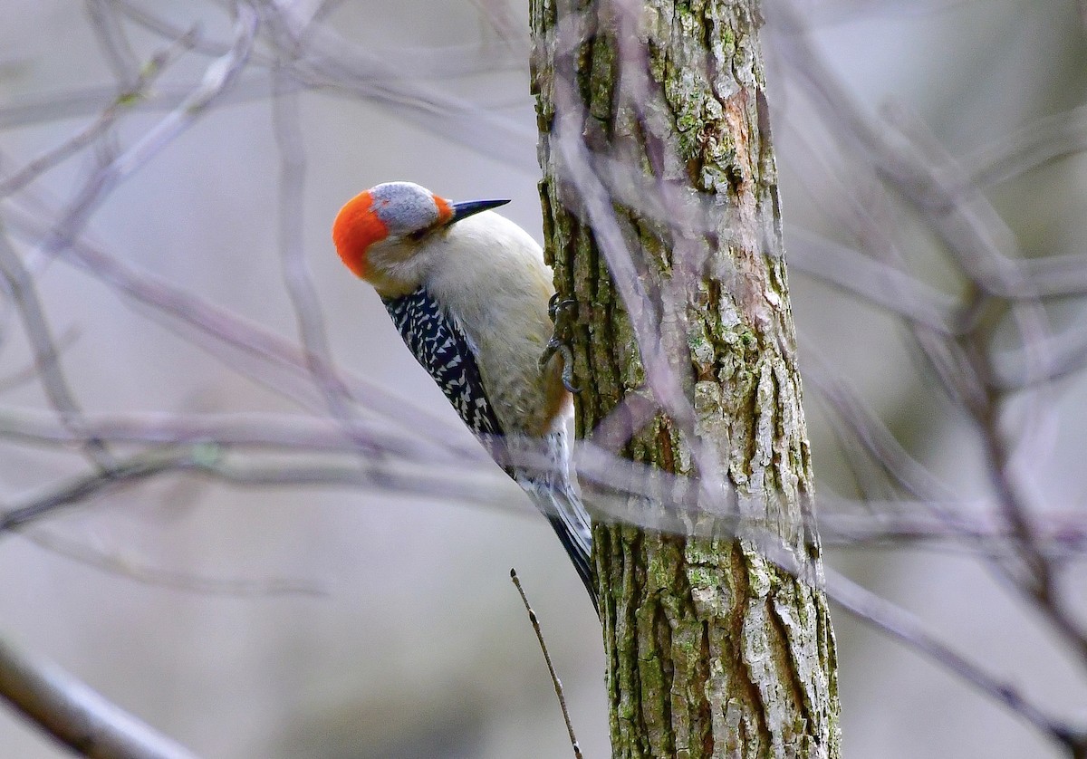 Red-bellied Woodpecker - ML617195338