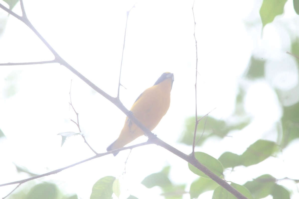 Thick-billed Euphonia - Paul 🐈🔭🦜 Rodríguez @elpuma