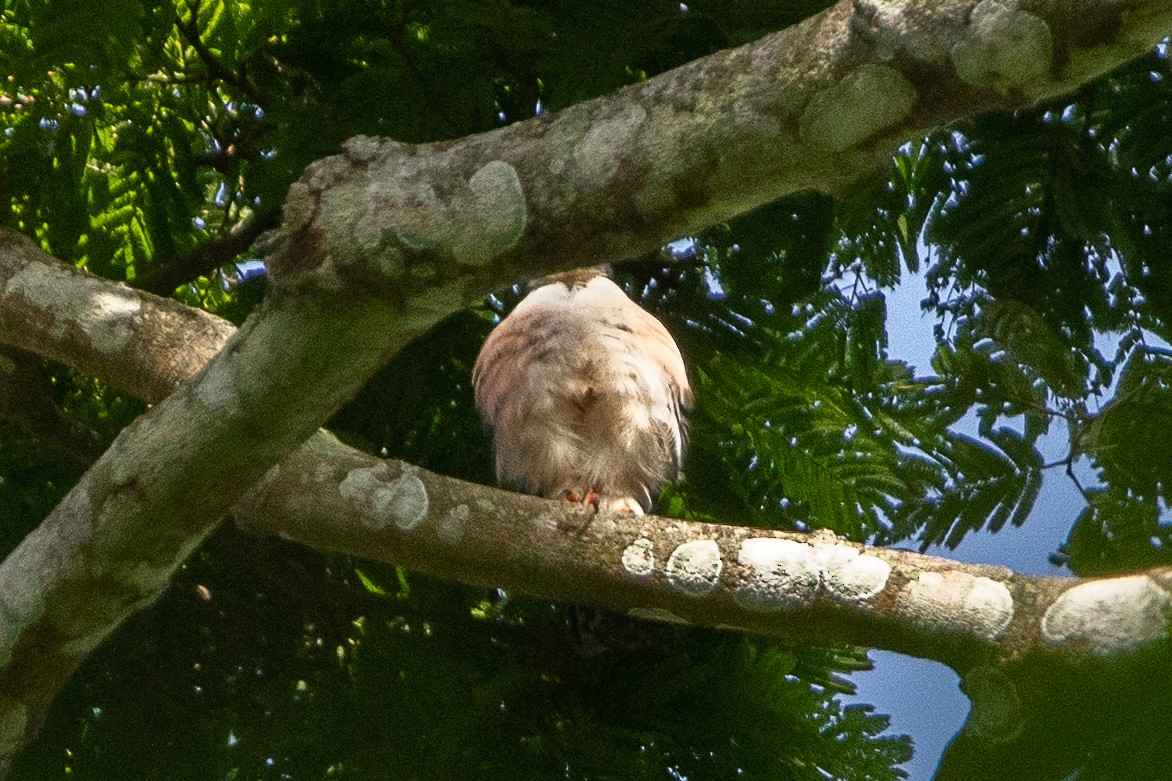 Red-thighed Sparrowhawk - ML617195352