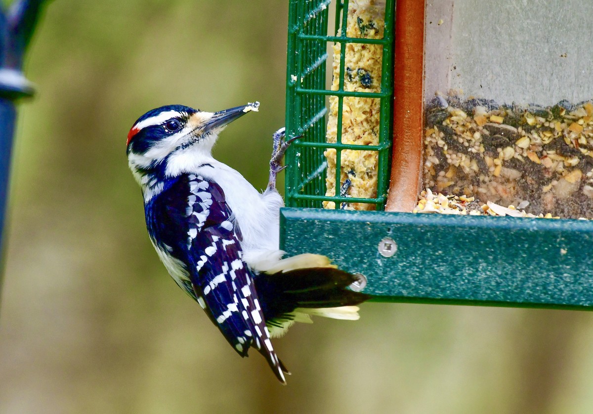 Hairy Woodpecker - ML617195353