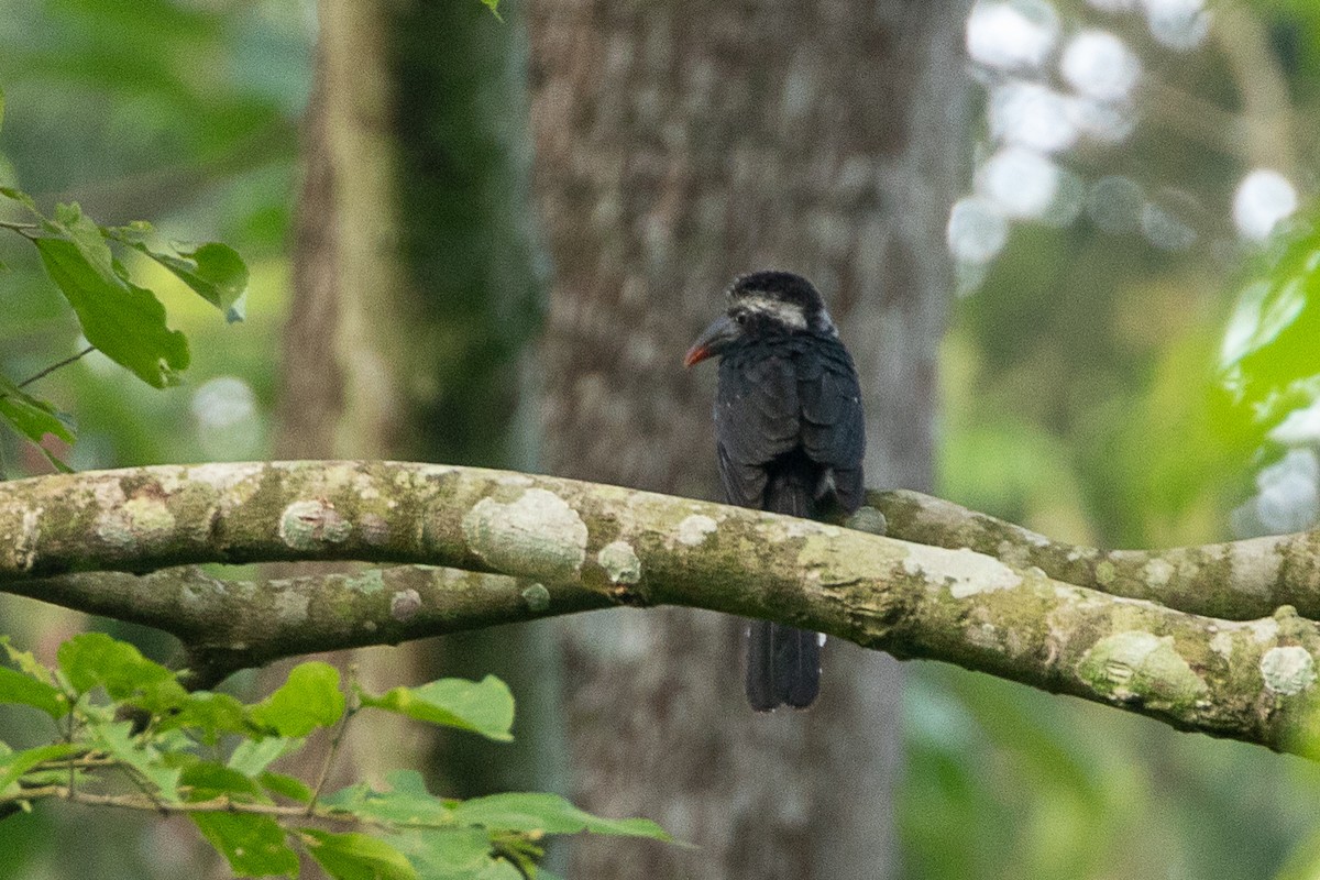 Western Dwarf Hornbill - ML617195362