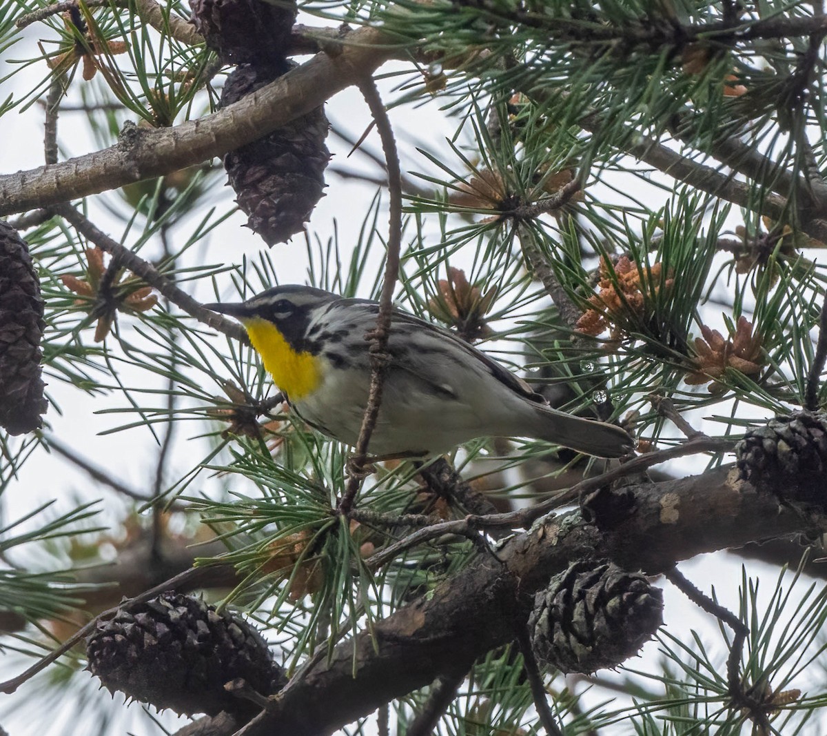 Yellow-throated Warbler - ML617195380