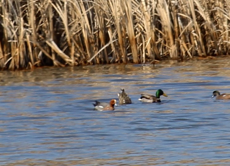 Eurasian Wigeon - ML617195402