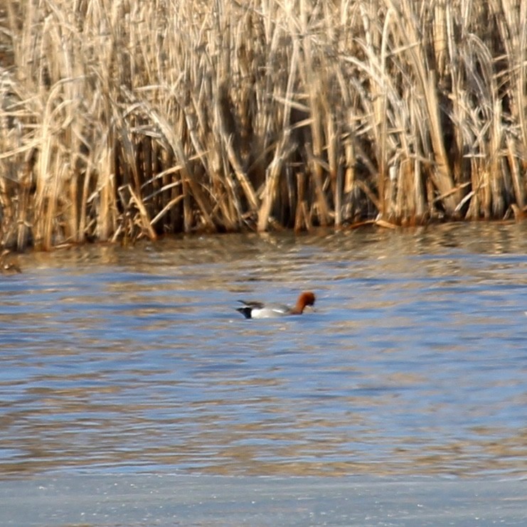 Eurasian Wigeon - Amy Perkovic