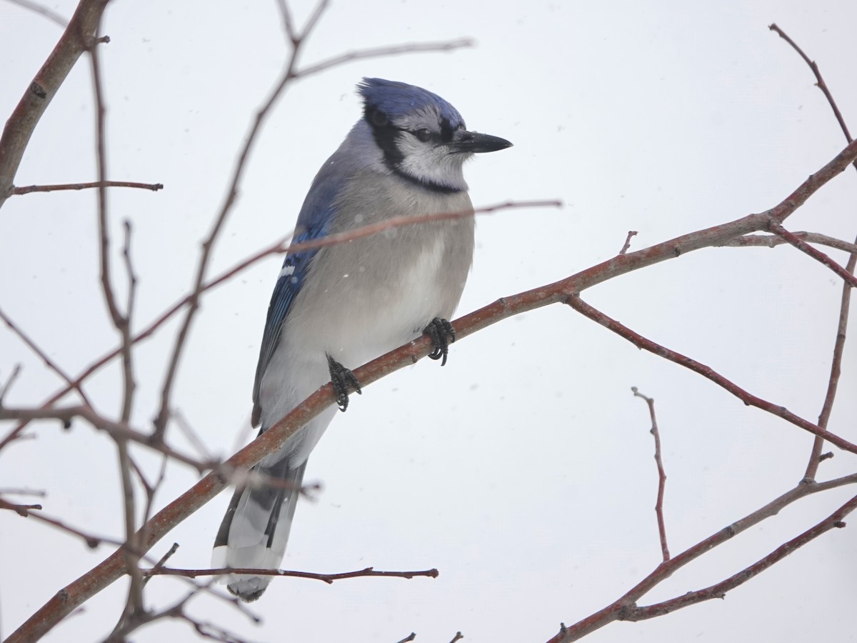 Blue Jay - Liz Soria