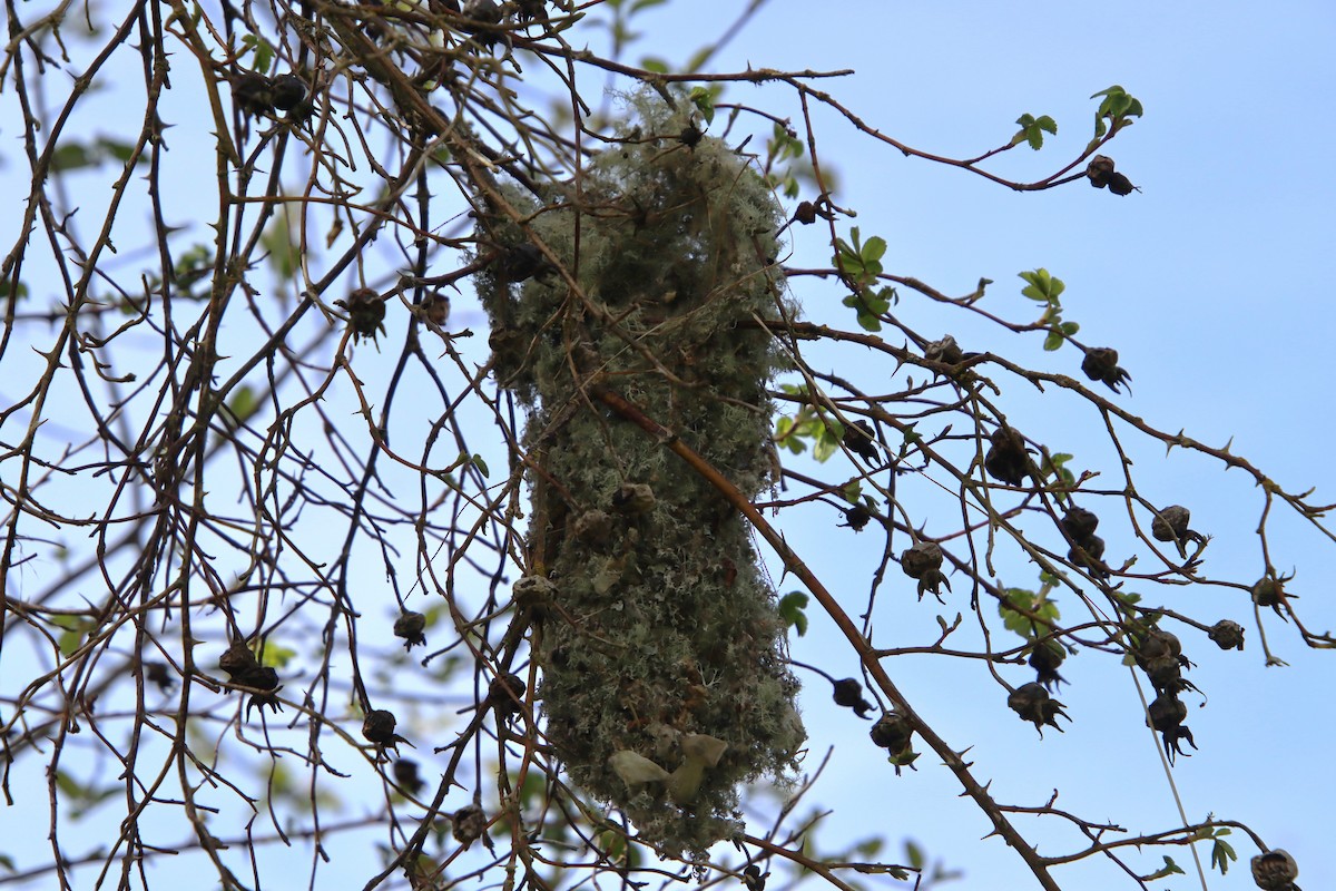 Bushtit (Pacific) - ML617195529