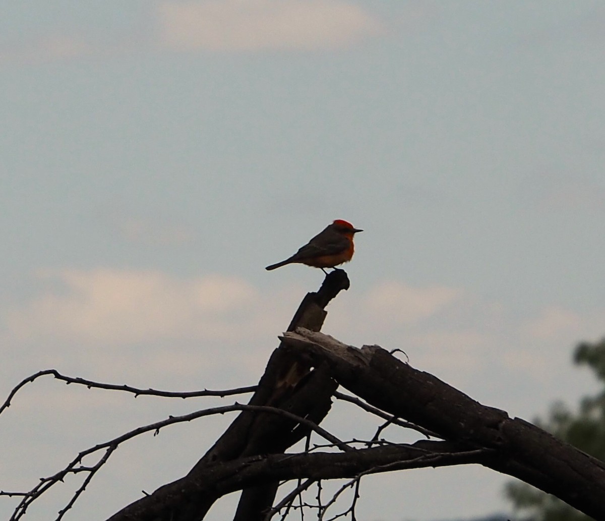 Vermilion Flycatcher - Doray Lendacky