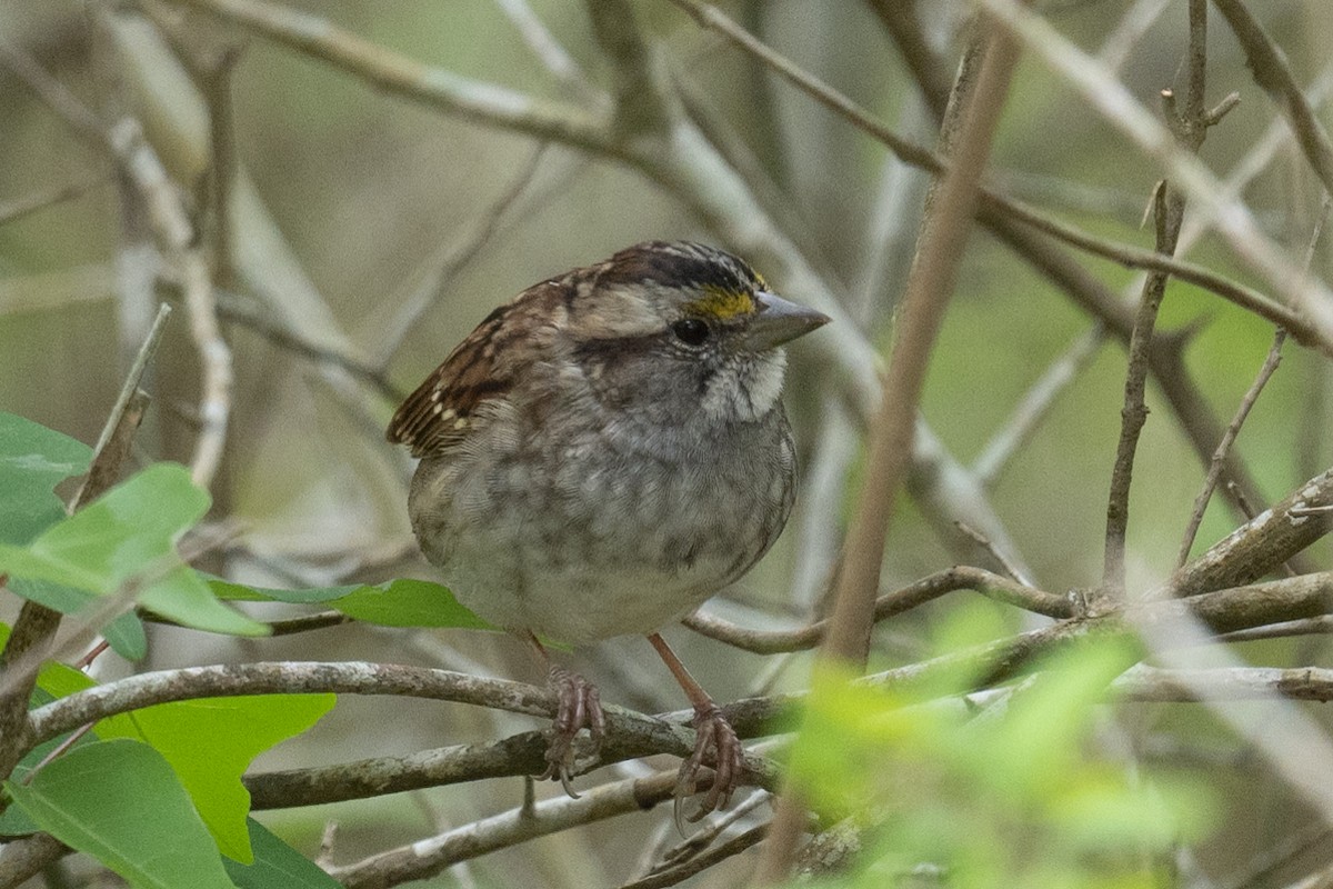 White-throated Sparrow - ML617195554