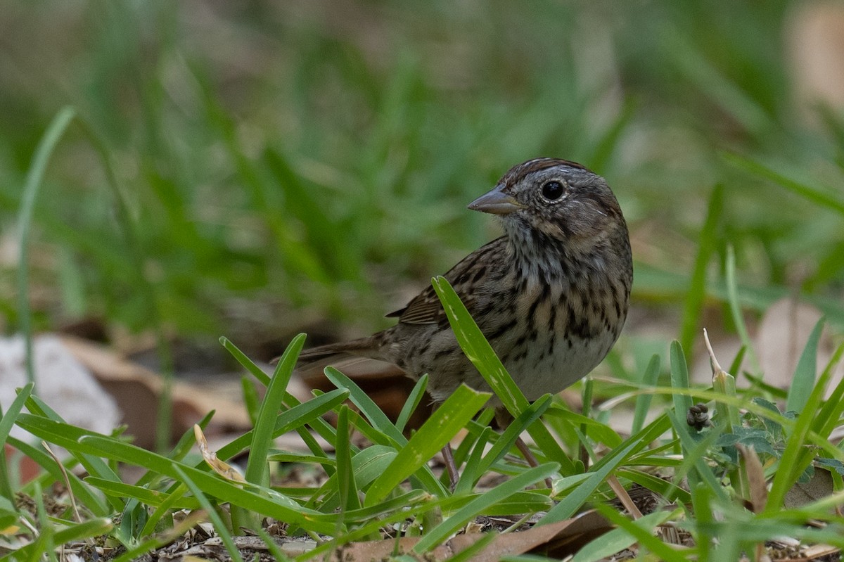 Lincoln's Sparrow - Ross Bartholomew