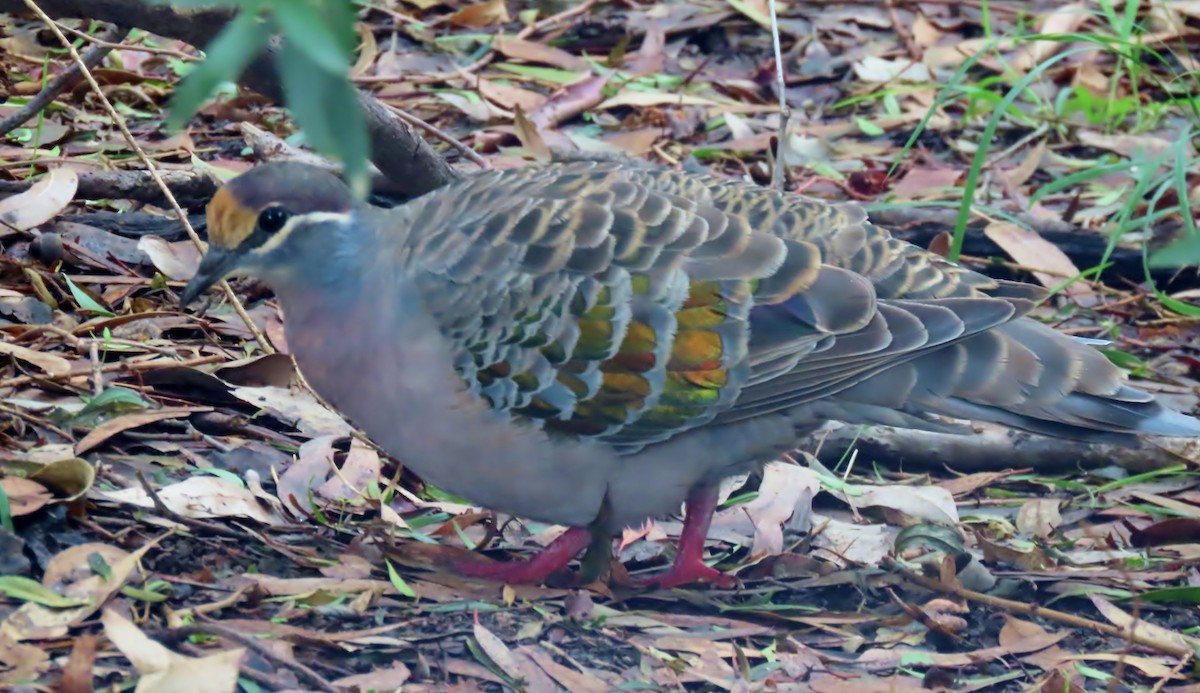 Common Bronzewing - Phil Skeggs