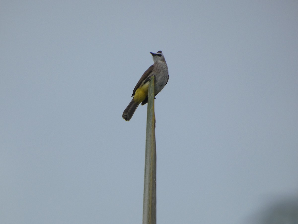 Yellow-vented Bulbul - ML617195573