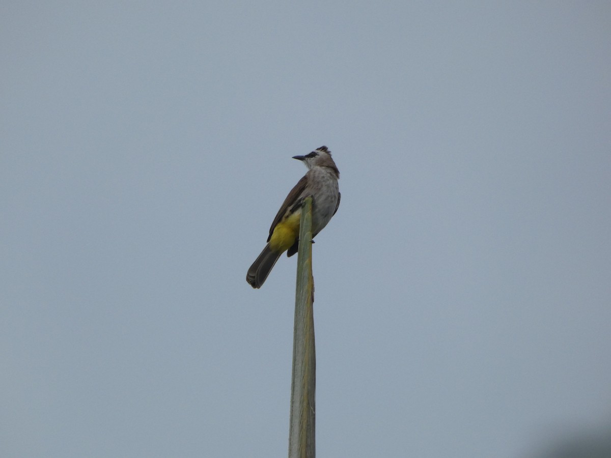 Yellow-vented Bulbul - ML617195574