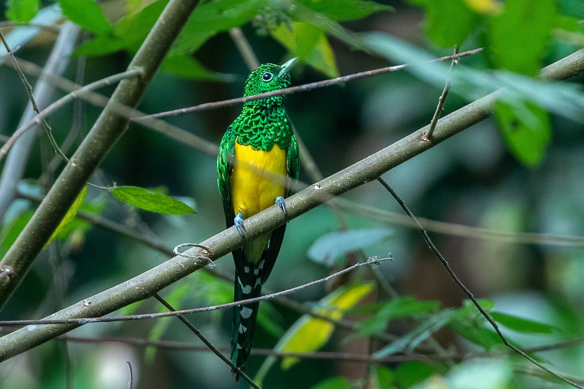 African Emerald Cuckoo - Neil Hayward